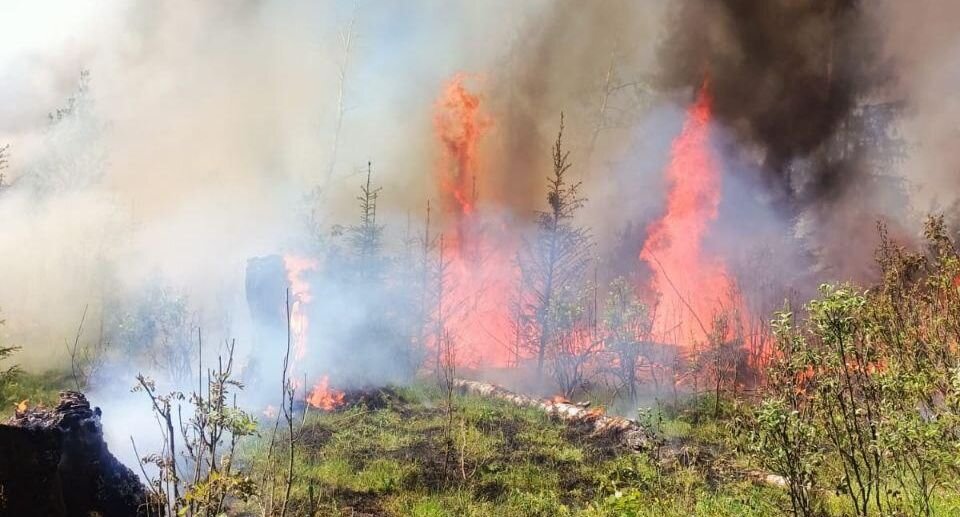    пресс-служба Комитета лесного хозяйства МО