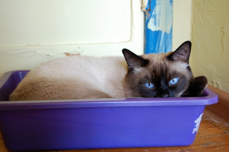 Мать, это больше похоже на лежанку, чем на лоток, наполнитель где?