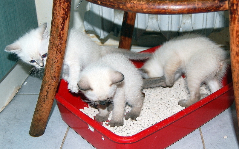 Не видите, я сижу уже и делаю свои дела, зачем мешаете?