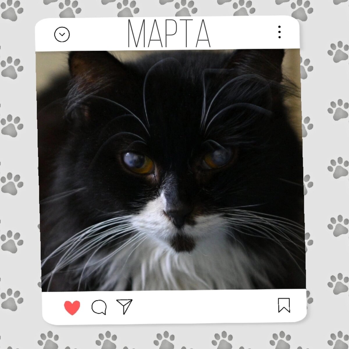 Кошка Марта ищет дом 😻🐈‍⬛ | Приют для кошек 