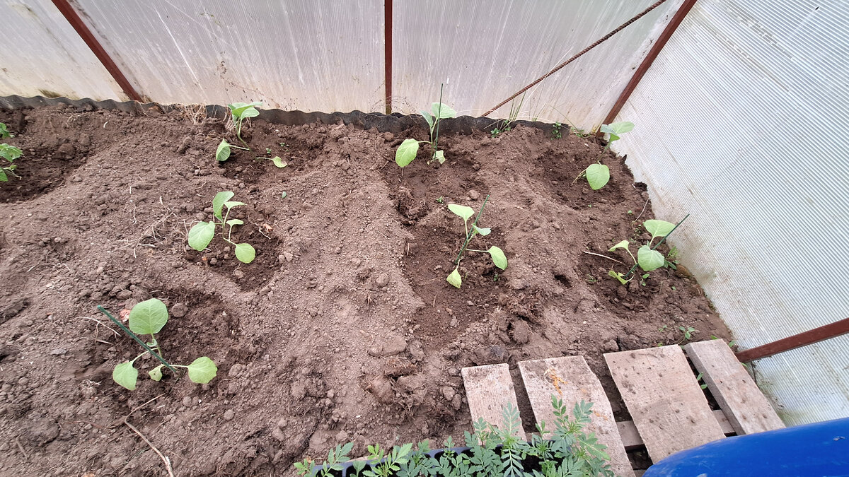 Фото автора. Процесс уныния запущен.