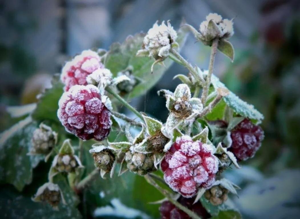 Замерзшая малина. Заморозки. Ночные заморозки. Заморозки летом