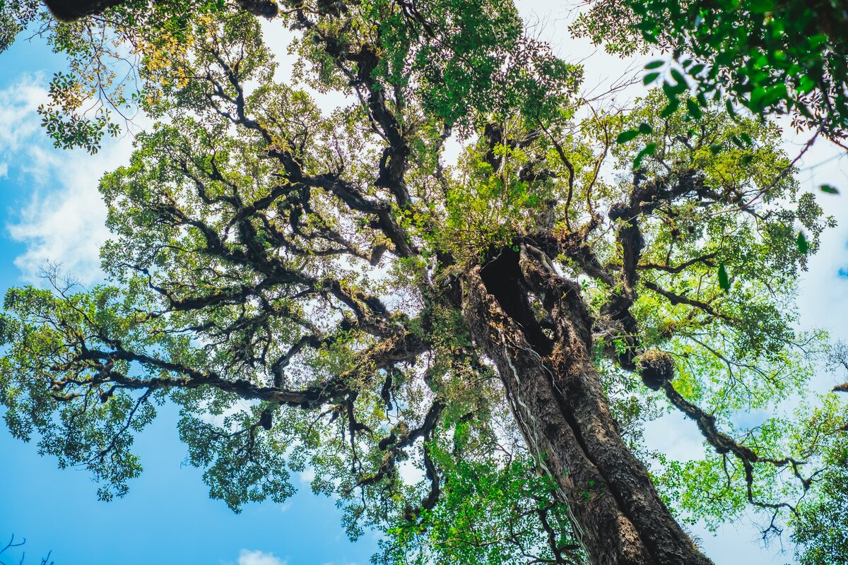 Фото с бесплатного фотостока https://unsplash.com, автор Fuu J