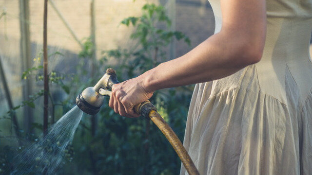 Все привыкли думать, что в жару растения требуют более частого полива. Поэтому берут лейку и поливают, к примеру, томаты.
