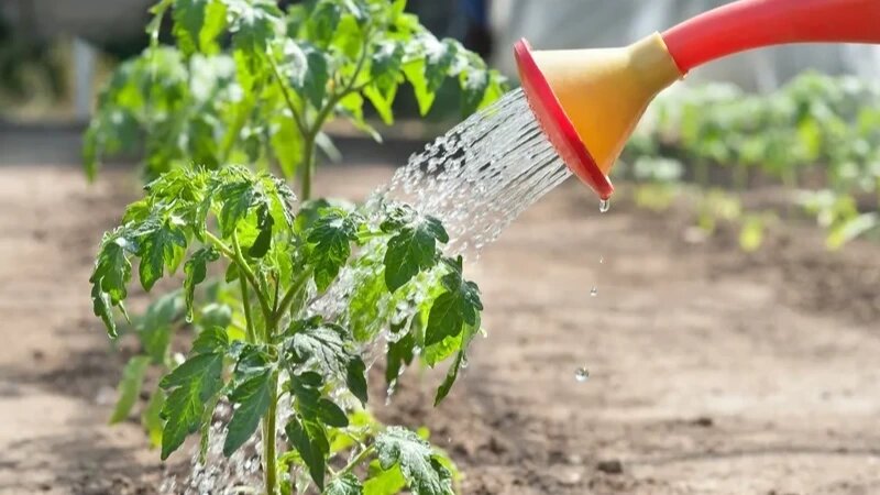 Кто из вас совершает медвежью услугу по отношению к томатам? Поливает растения в полдень, устраивая им холодный душ? Есть такие?