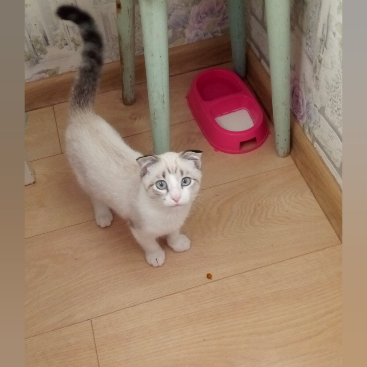 Одно из первых сохранившихся фото, здесь он уже немного подрос.