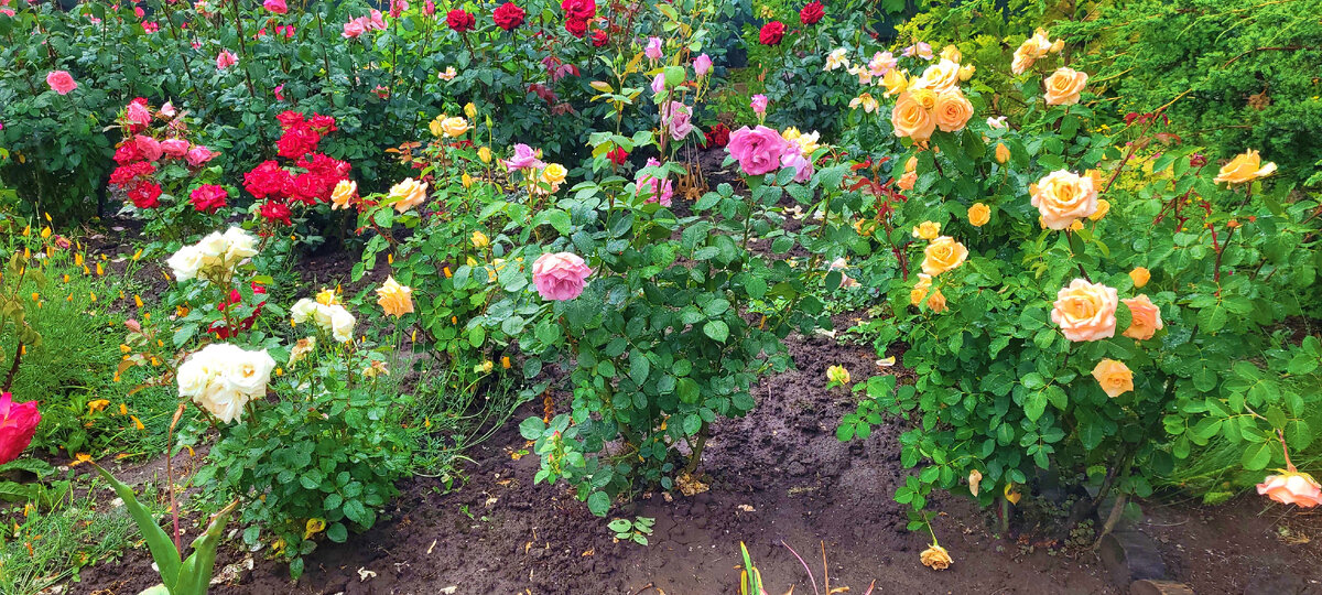 Розы после ночного ливня выстояли