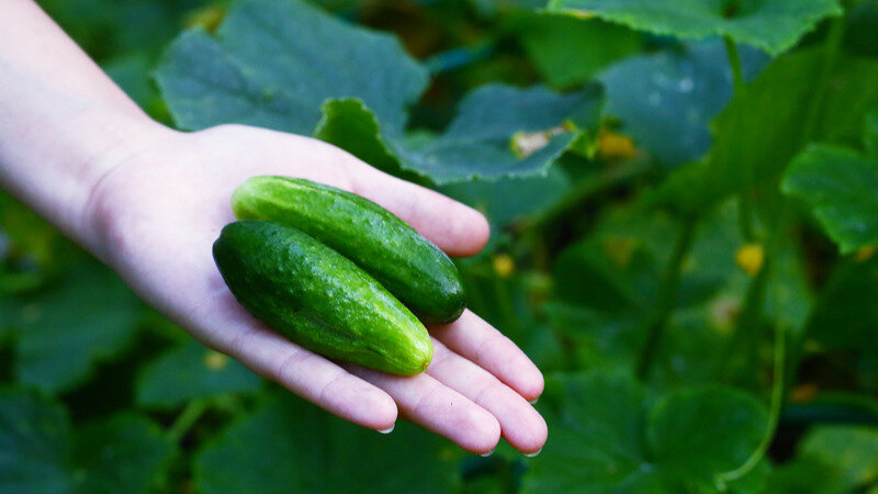 И вот один раз я рискнул спросить у женщины, как она выращивает огурцы. Ведь у меня тоже была грядка с этой культурой. Но, по сравнению с ее огурцами, у меня – кот наплакал.