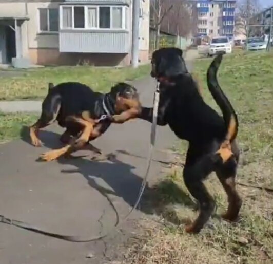 Лорик и Лея на прогулке. 