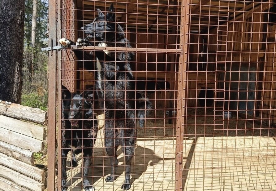 и с самого утра не спускают глаз с приютских ворот в ожидании волонтеров.  Астра и Виола с нетерпением ждут своего волонтёра.