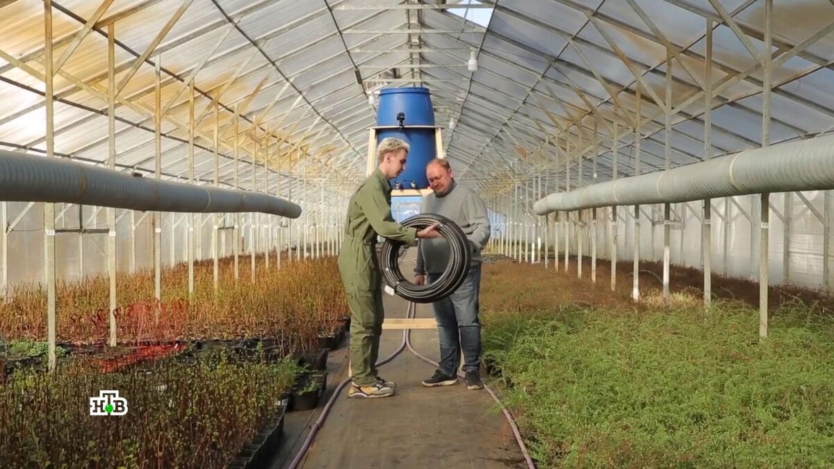 Не просто шланг с дырками: современные системы капельного полива и их  невероятная польза | НТВ: лучшее | Дзен