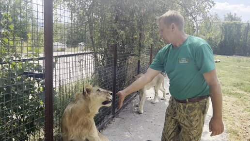 Велес мастер, Олег Зубков и Татьяна Алексагина внутри огромного вольера с молодыми львами парка львов Тайган