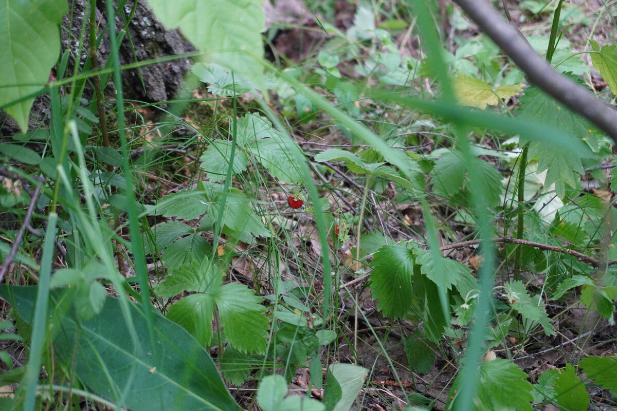 Жизнь в лесу - молимся колесу, почти не ковыряемся в носу