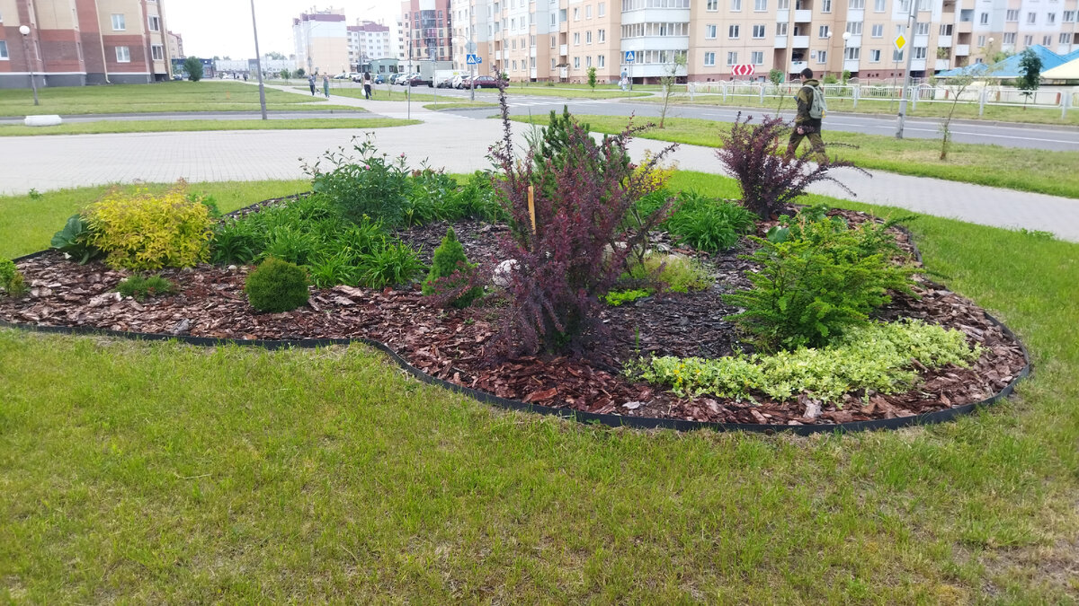 И это - далеко не самая пышная среди десятков, если не сотен клумб в Островце.  