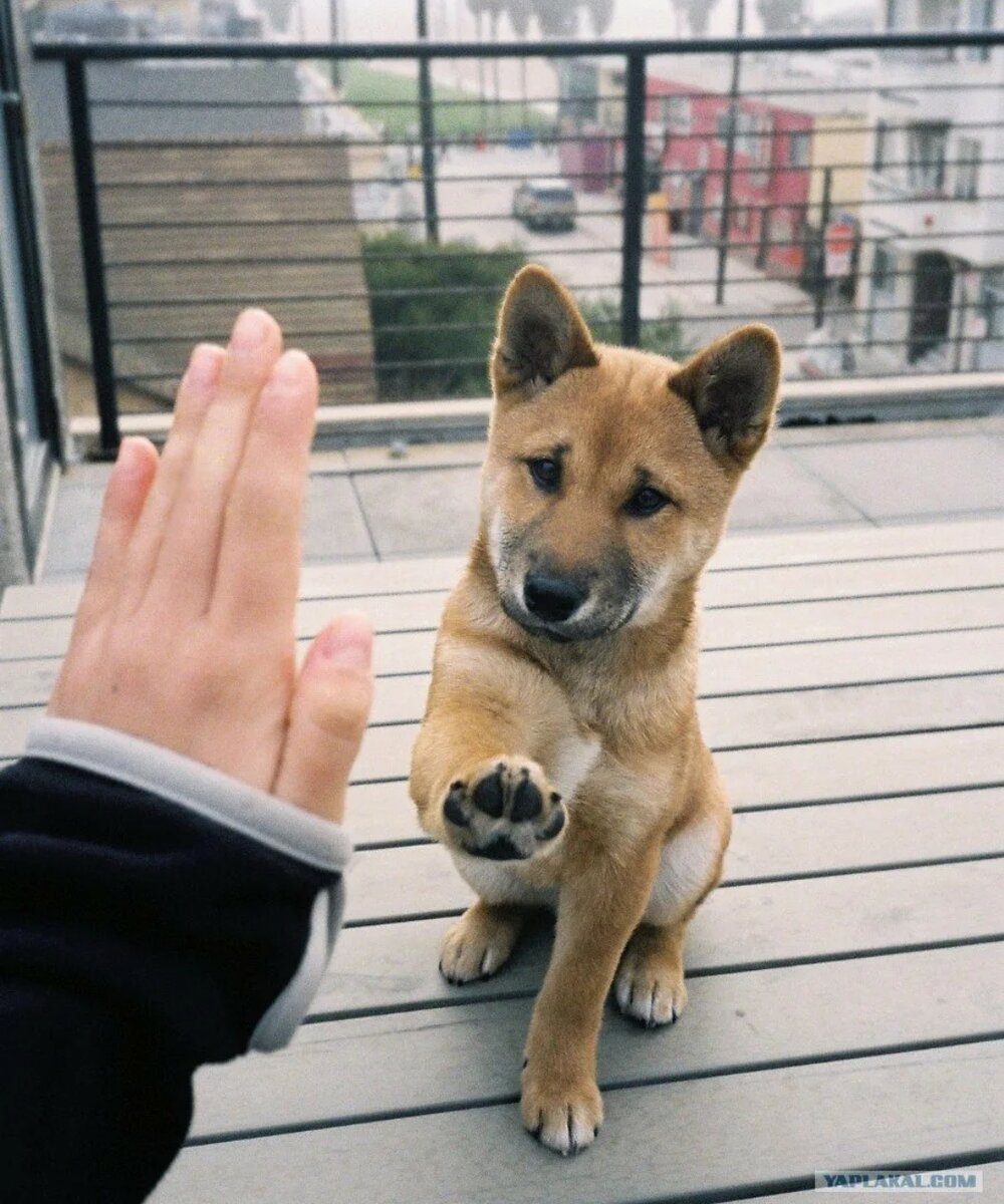 Фото из интернета