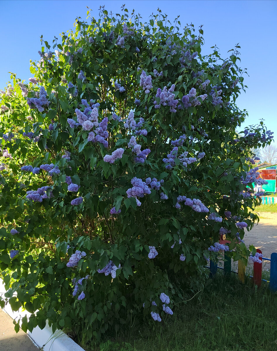 Цветение сирени, которую не ломают. Фото автора