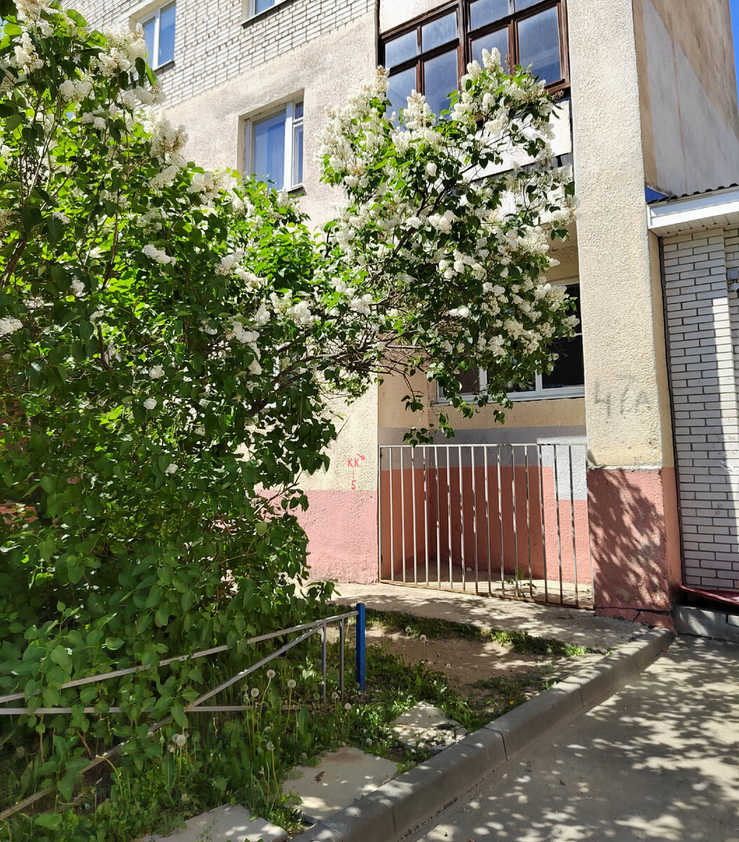 Сирень цветёт там, где её ветки не сможет повредить каждый мимопроходящий. Фото автора