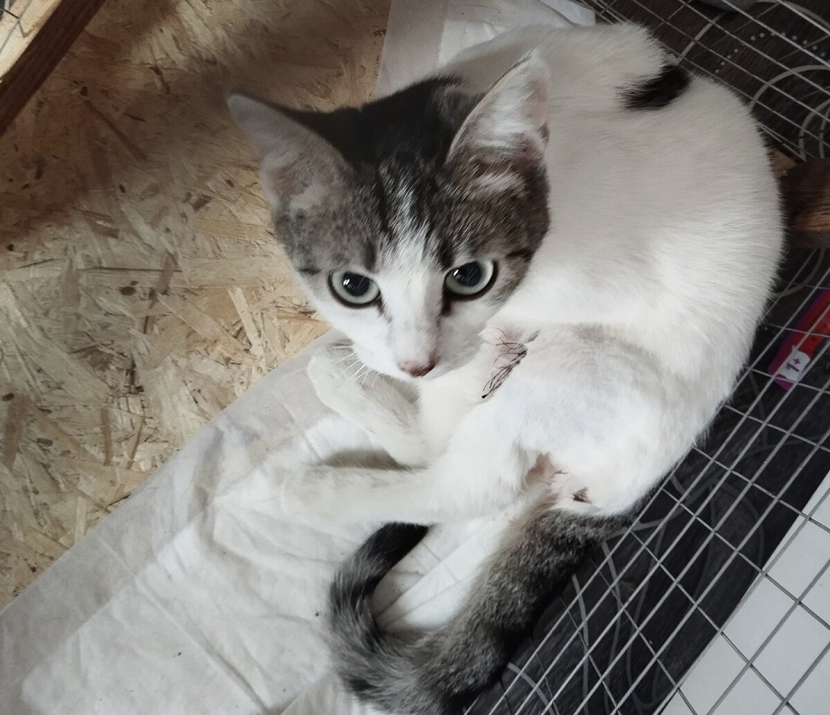 почти котенок. 