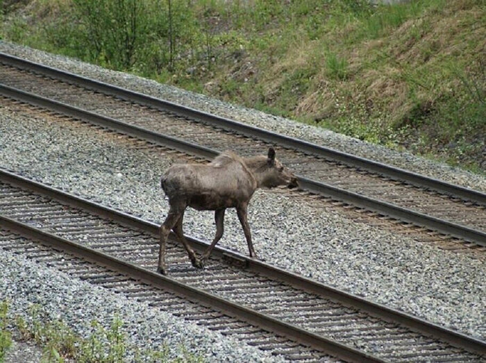 В Тверской области под скорый поезд на ОЖД влетел лось