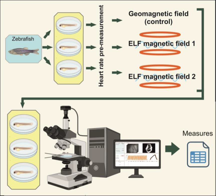 Схема эксперимента. Источник: Krylov et al. / IEEE Journal of Electromagnetics, RF and Microwaves in Medicine and Biology, 2024