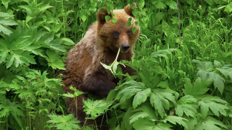     Медведи в заповеднике. Роман Воробьев и Татьяна Клименко