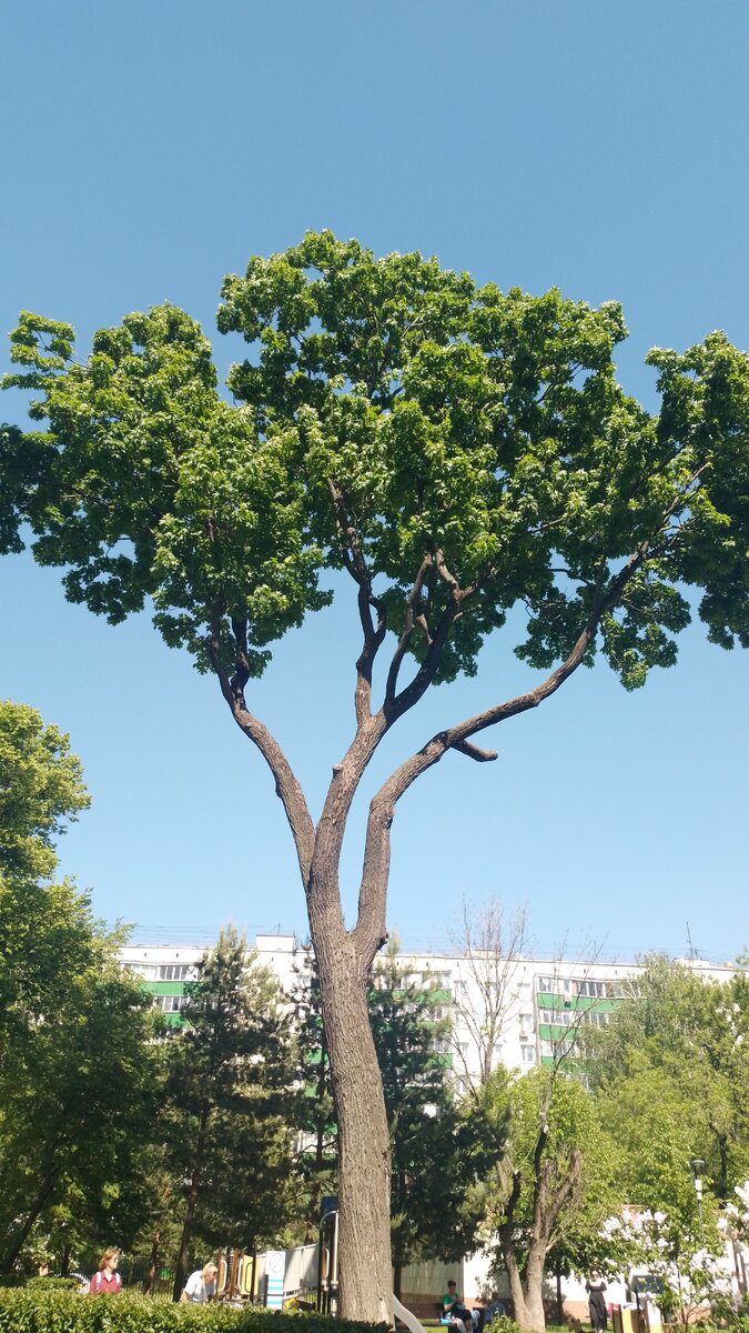 Дивный клен в 200 м от метро Марксисткая.