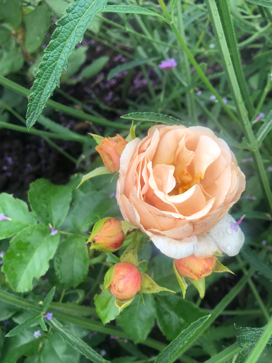 Роза Жарден де Тюильри, все фото автора.