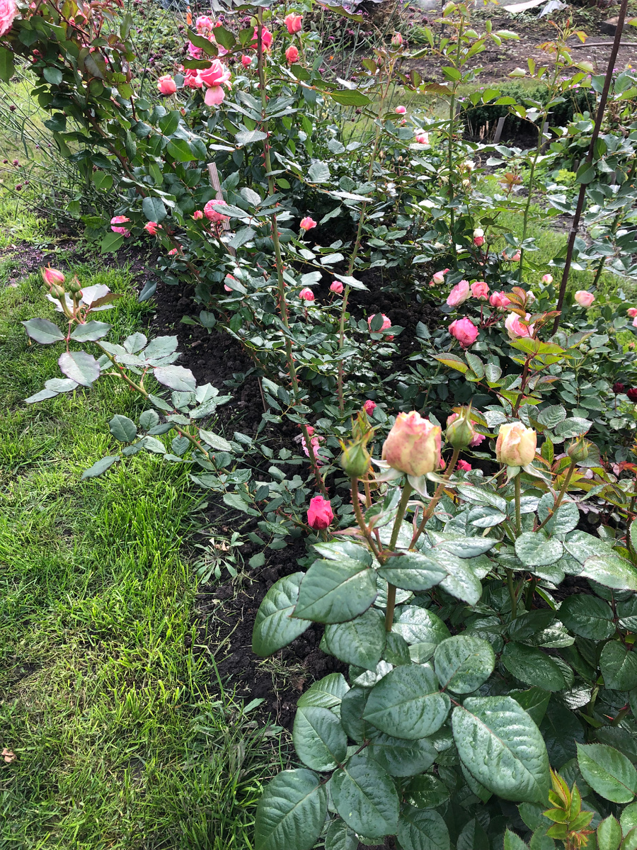 розарий Утренний, сезон 2023 года, фото автора.