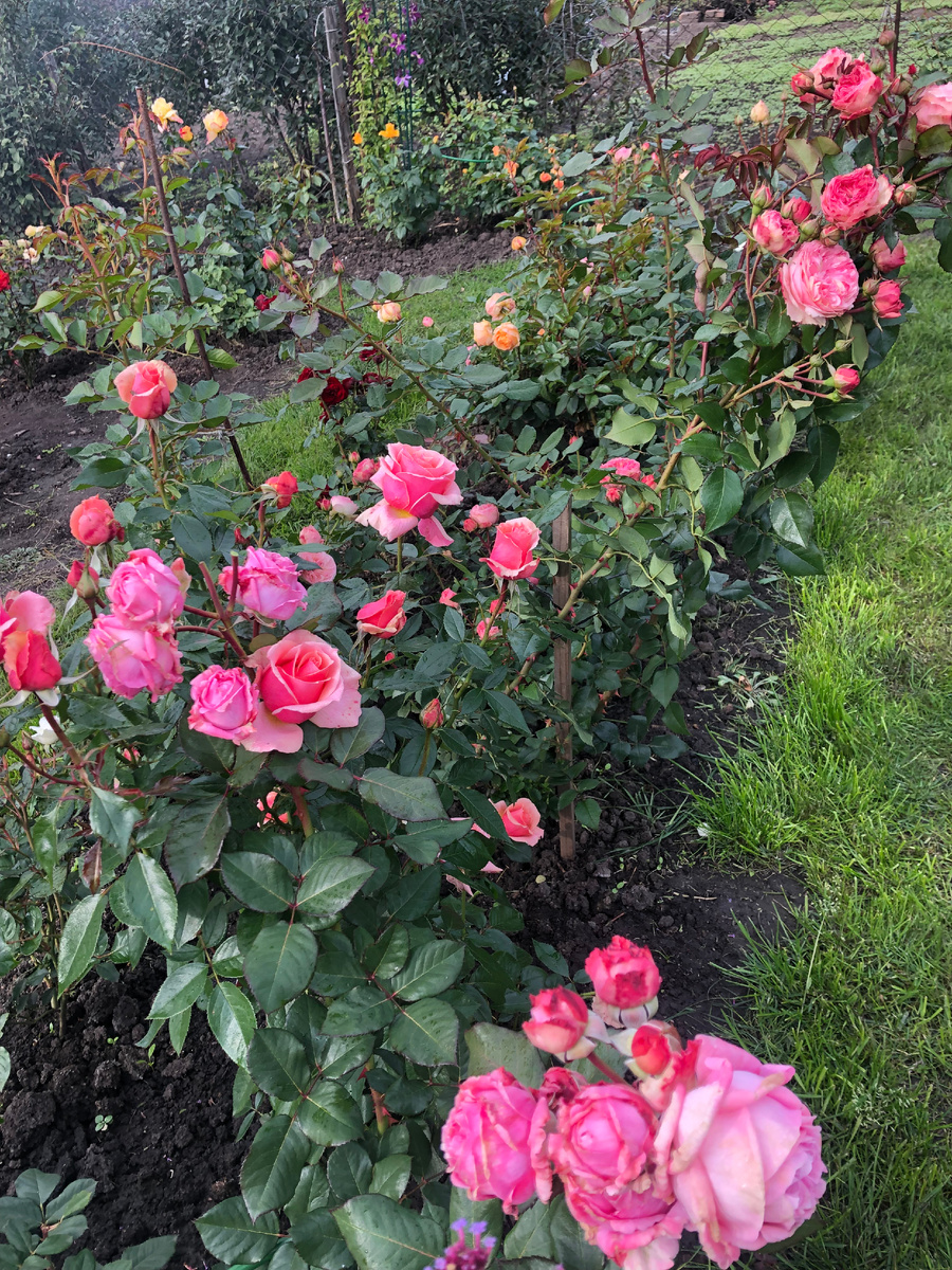 Розарий Утренний с другой стороны.