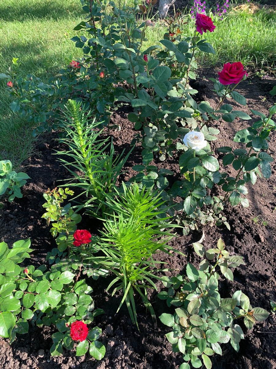 Розарий Красный, фото все автора.