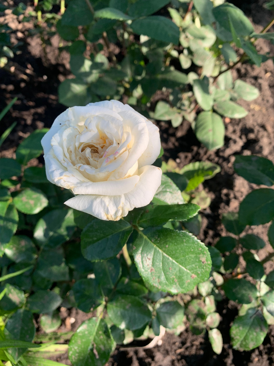 роза Ломоносов.