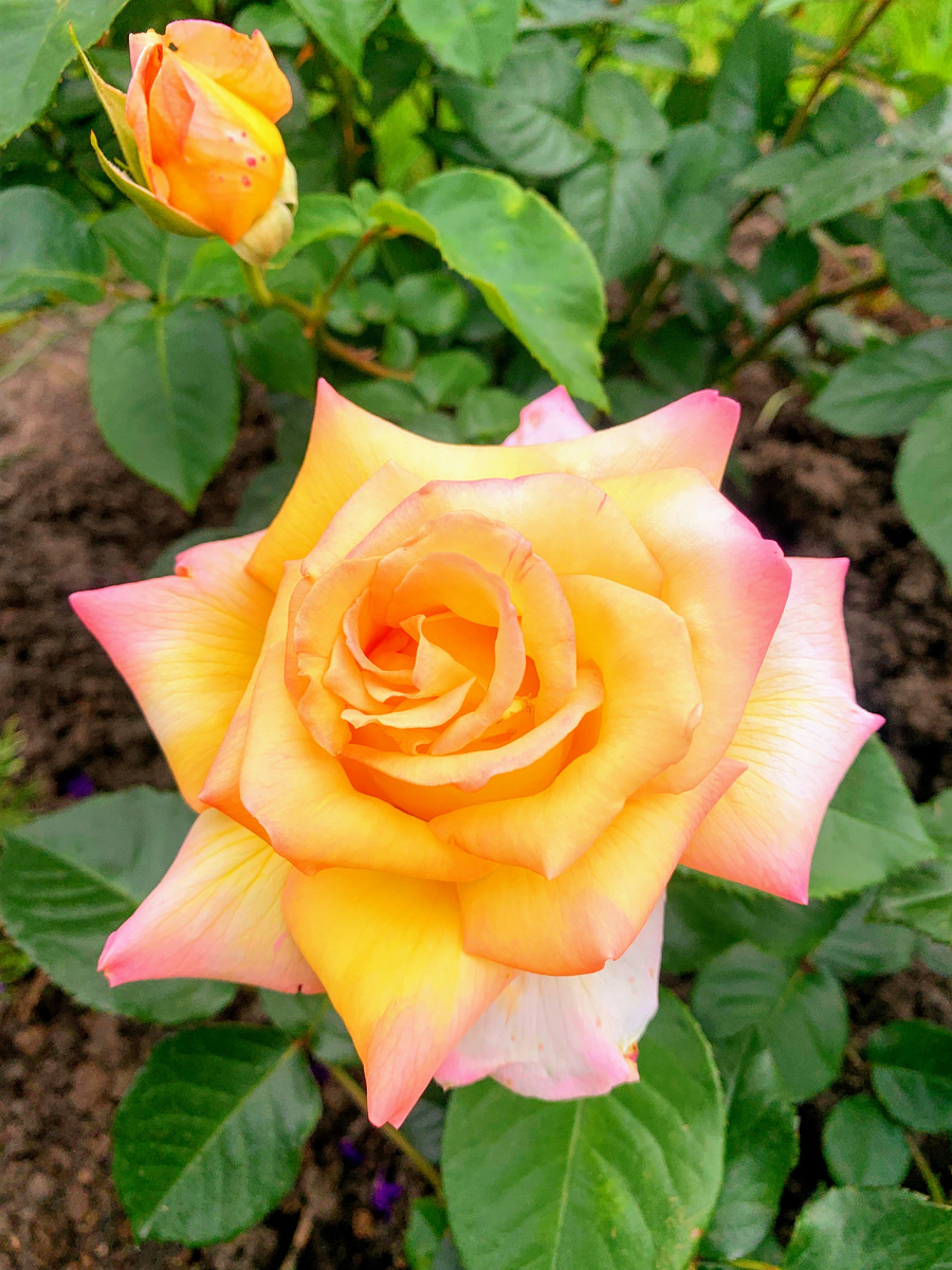 роза Глория Деи, фото автора.