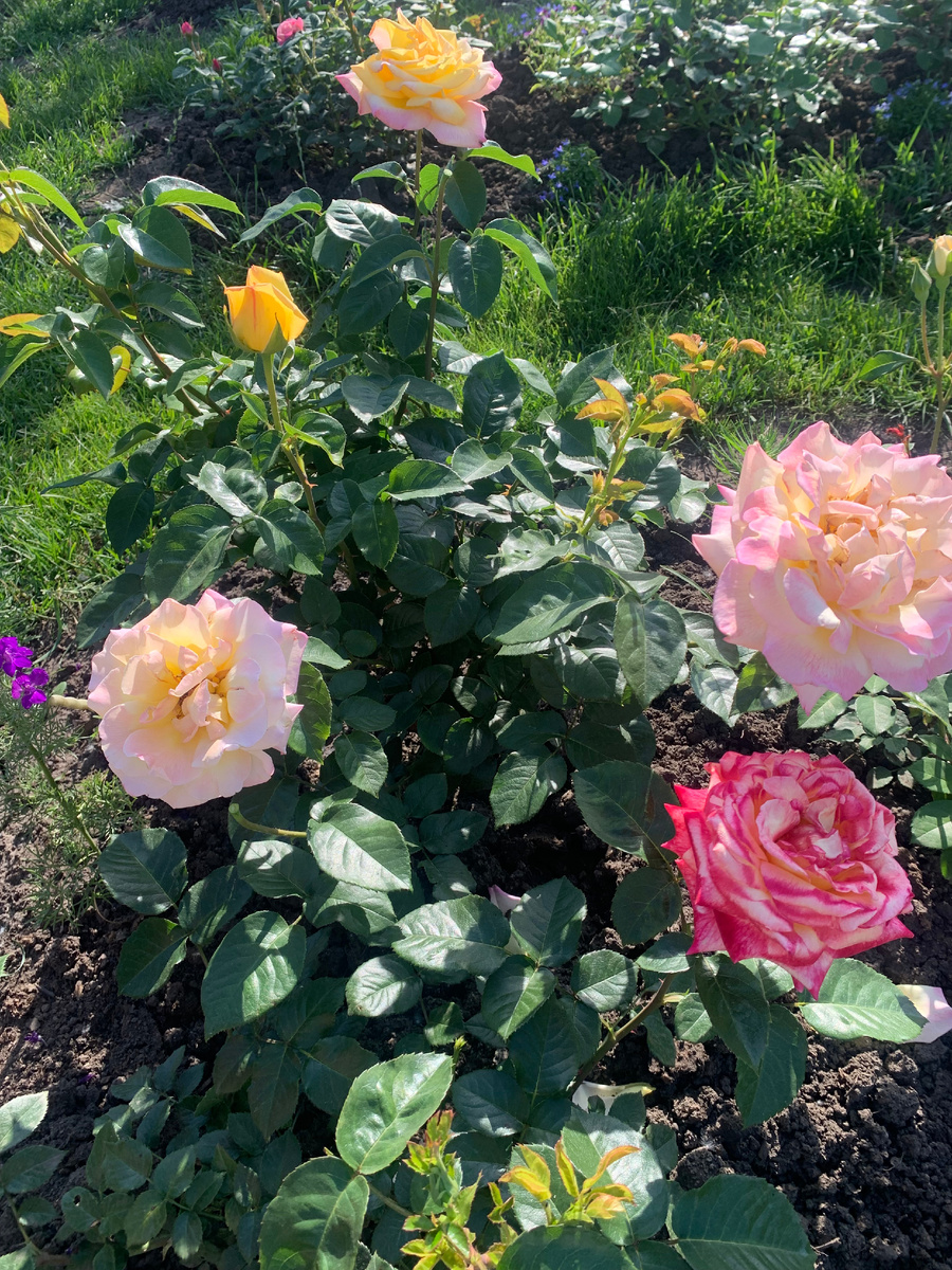 розы Глория Деи и Восточный Экспресс, фото автора.