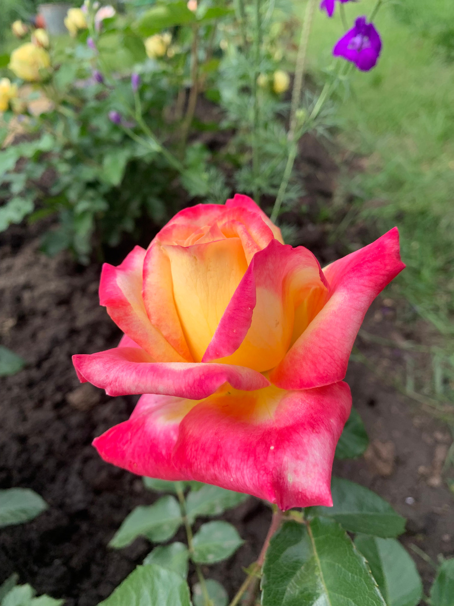 бутон розы Восточный Экспресс, фото автора.