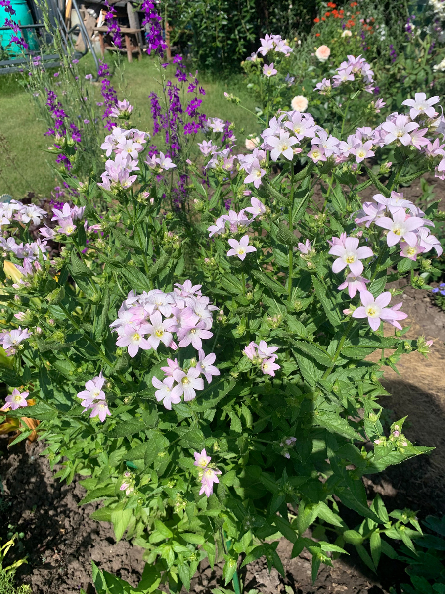 колокольчик Пуф. Все фото автора.