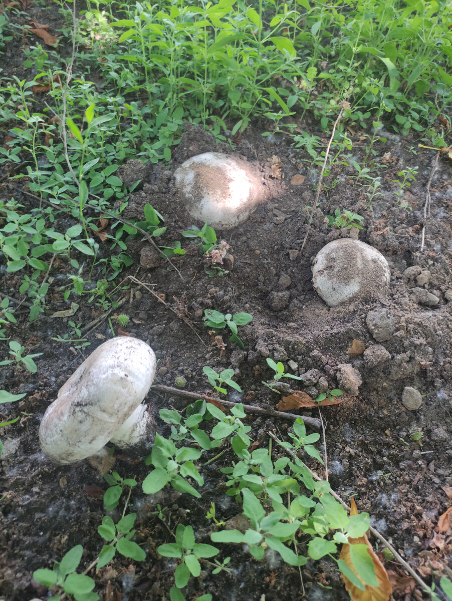 Шампиньоны в московском парке🍄 | Лучики солнца | Дзен