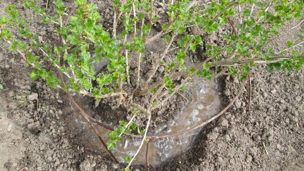 Полив осуществляем вокруг куста