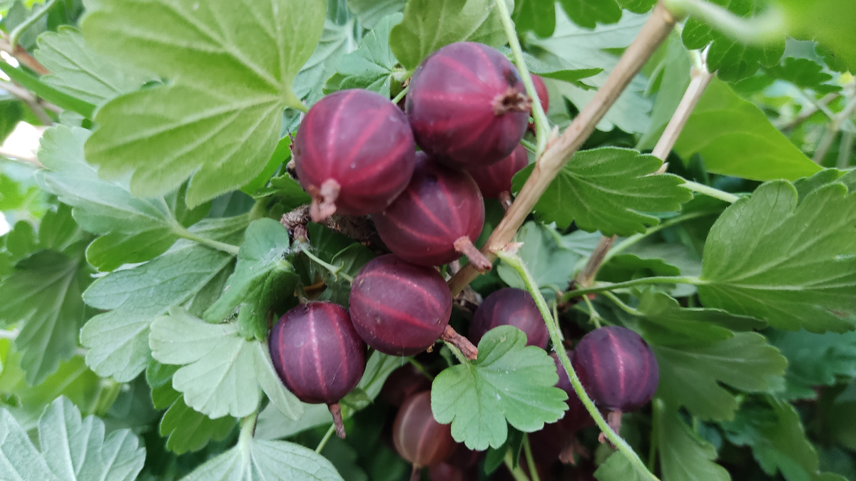 На нашем участке два сорта крыжовника, один из которых красный крыжовник