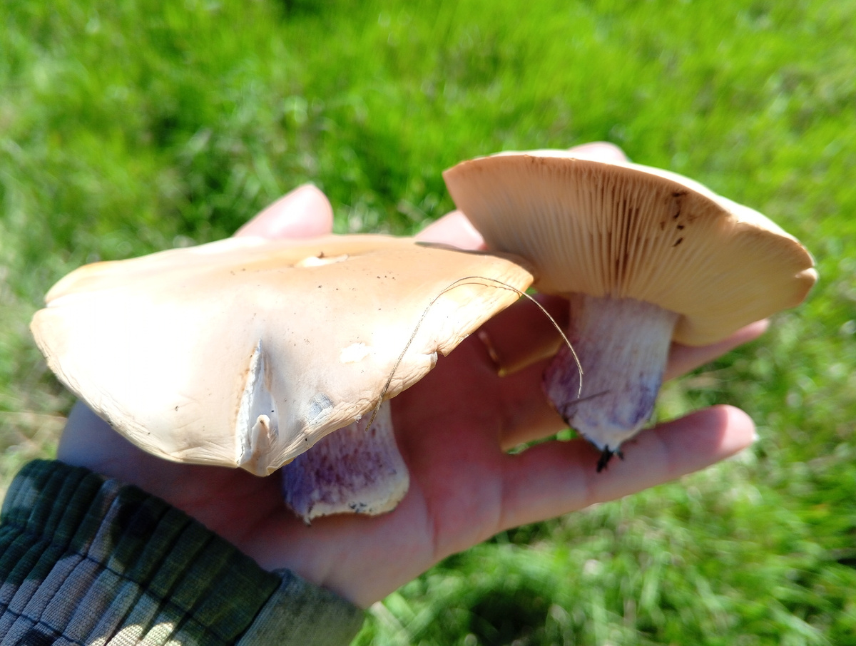 Рядововка лиловоногая. Фото авторов