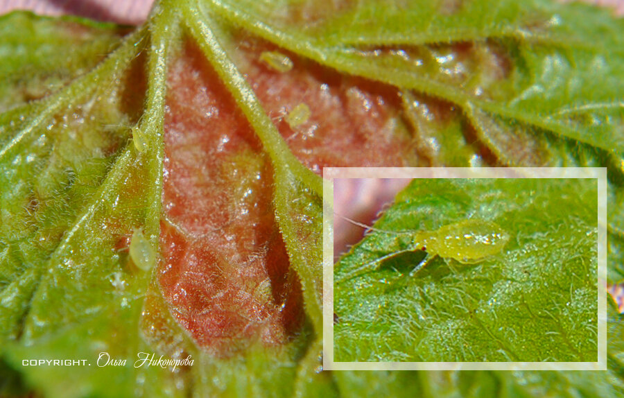 Тля мелкая, но проворная