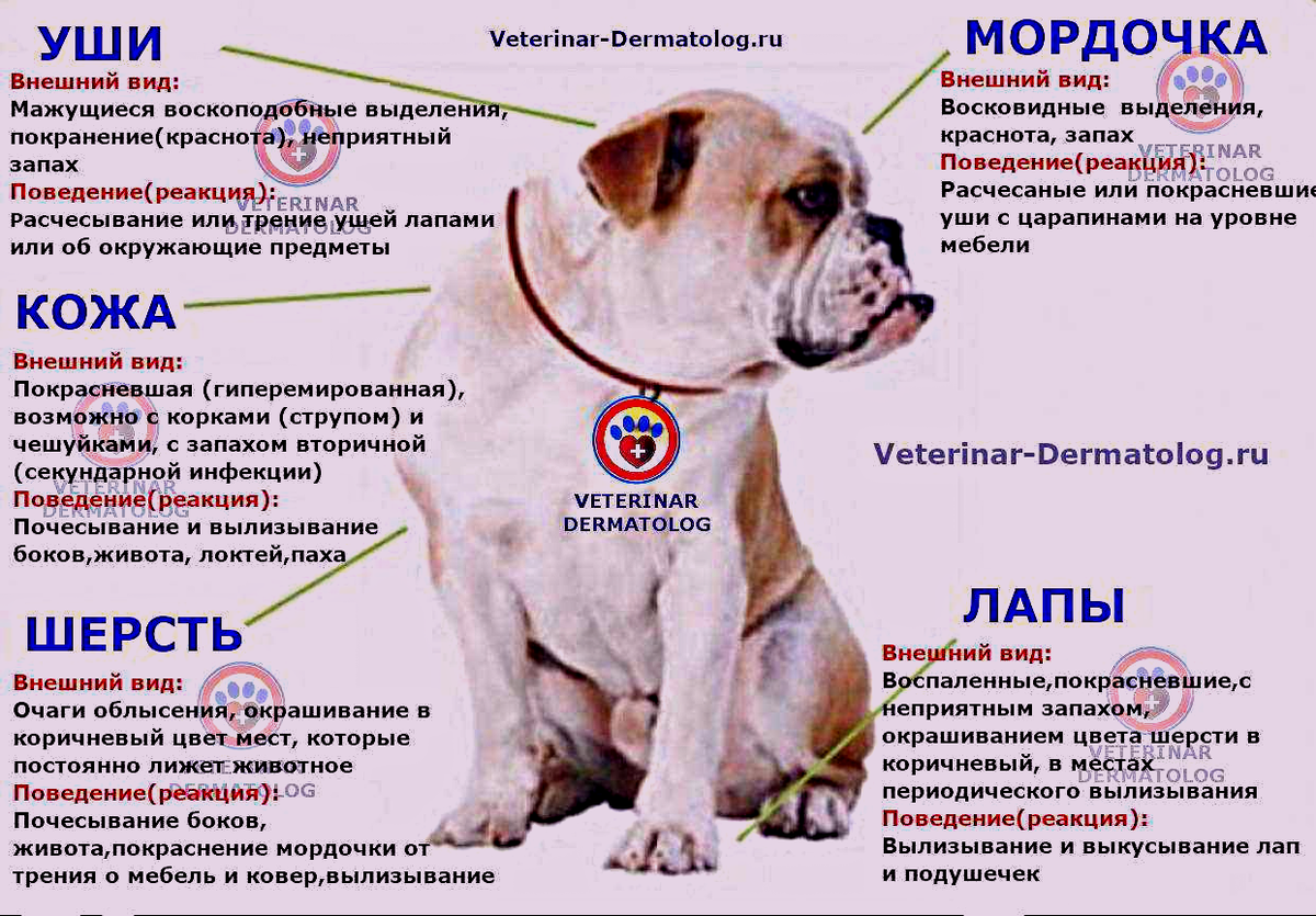 Избавление от эндопаразитов у собак состоит из обязательных этапов 