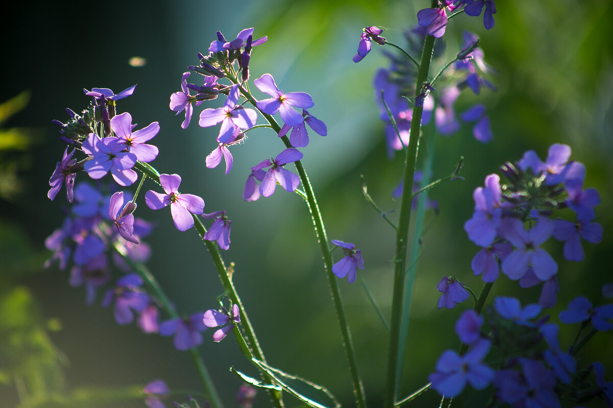 Вечерница Матроны. Автор фото Елена Якимова / Greenfingers