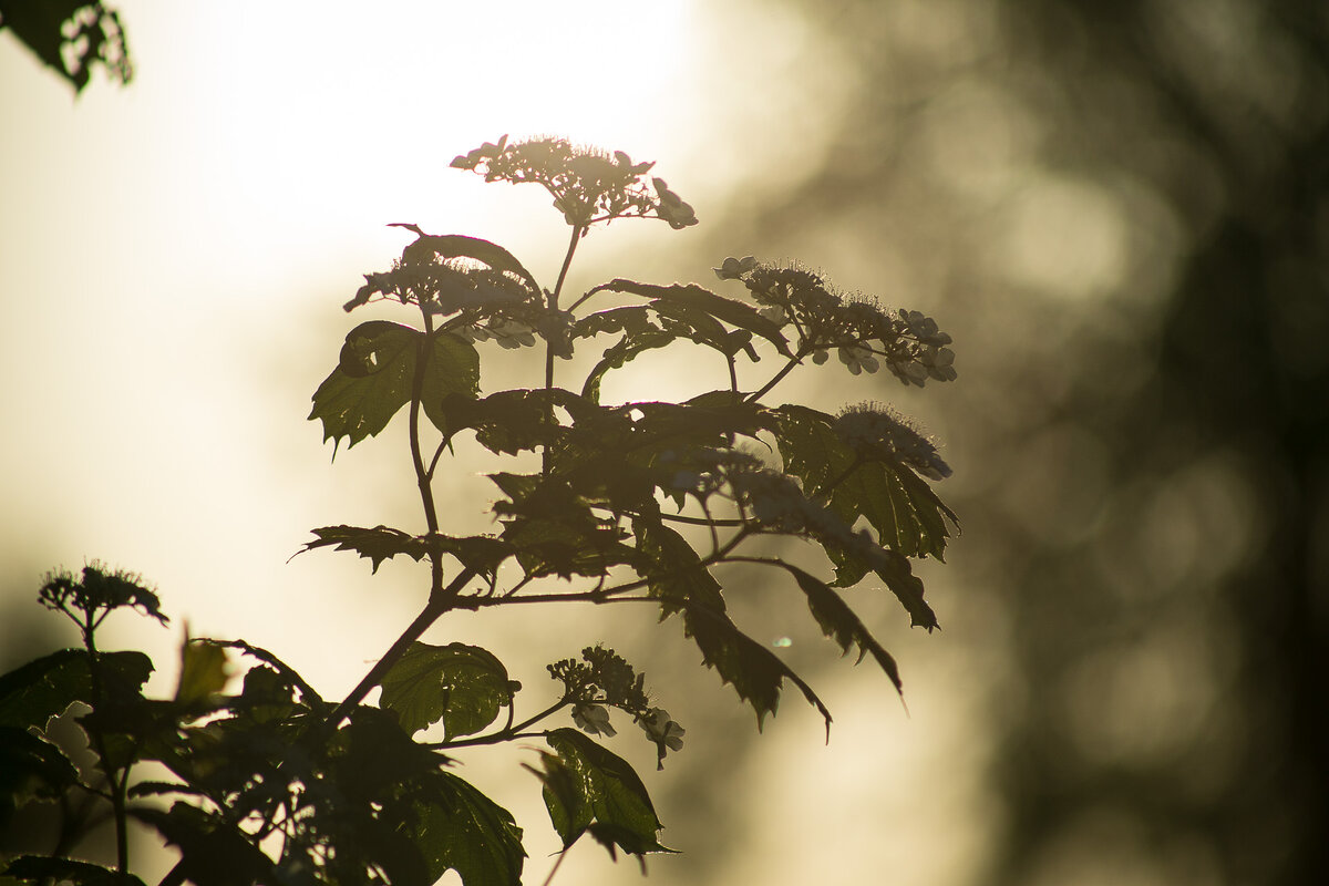 Калина. Автор фото Елена Якимова / Greenfingers