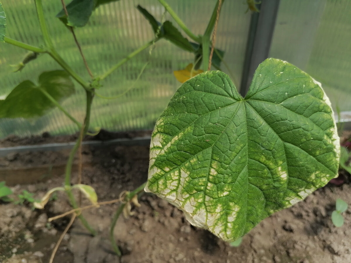 Недорогие и эффективные подкормки огурцов | Уголок начинающего  огородника🌱🌿 | Дзен