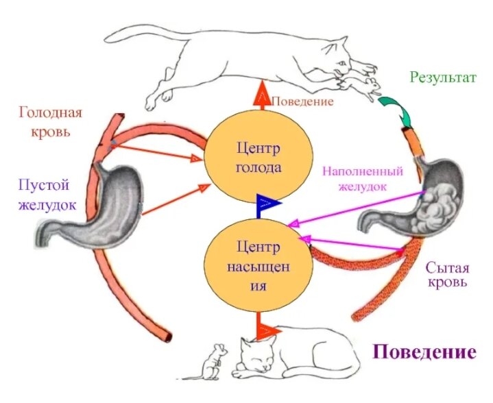 Круговорот крови