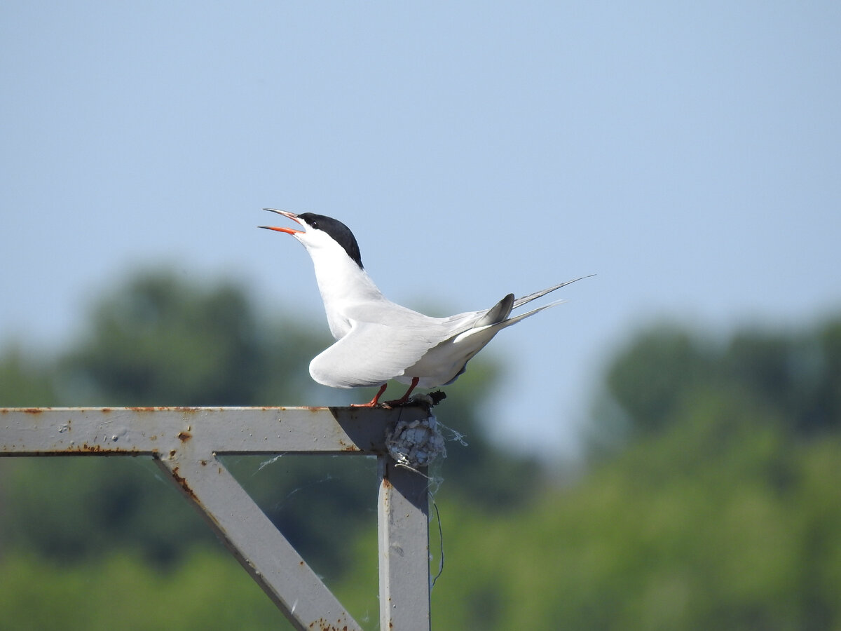 Речная крачка, Волгоград, фото автора