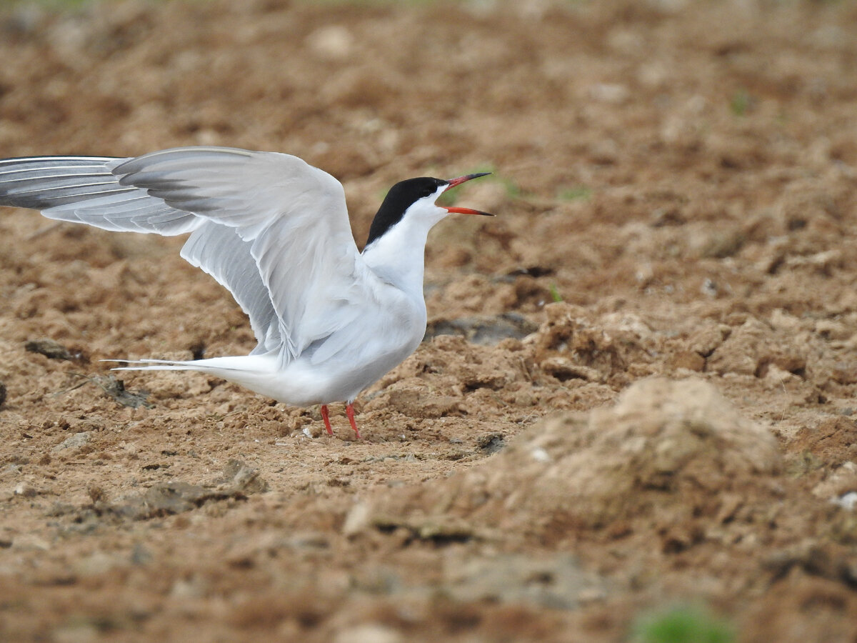 Речная крачка, Волгоградская область, фото автора