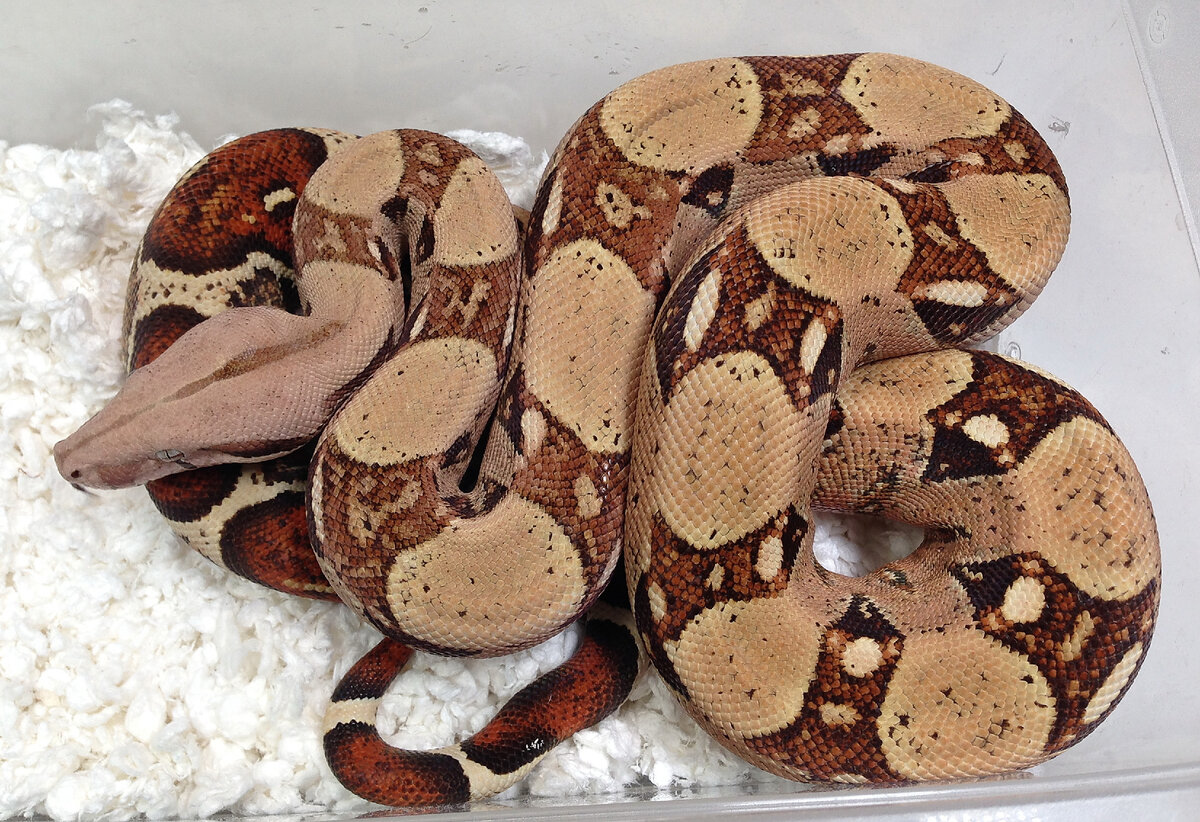  Императорский удав В. с. imperator Pink Blond albino (Max Caramel albino T+).