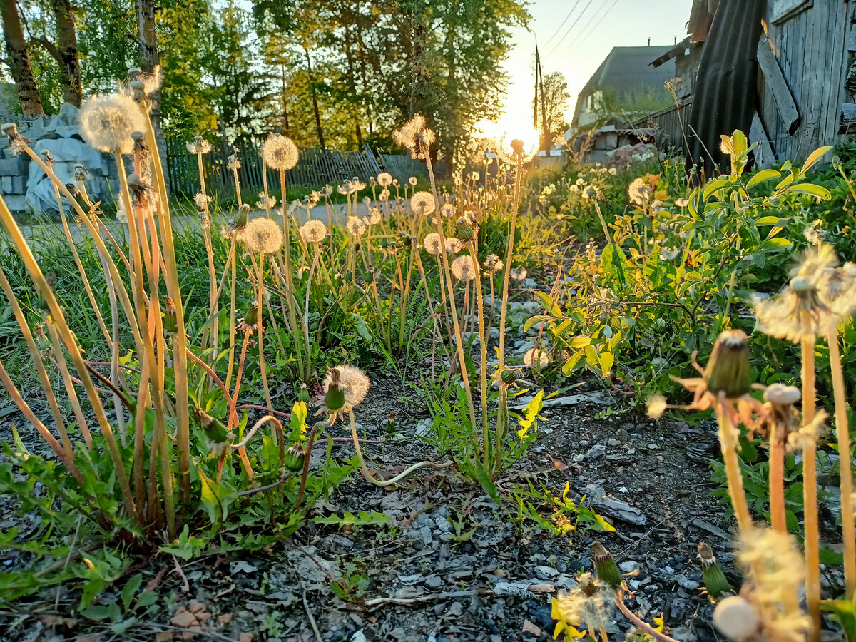Одуванчики, смотреть на одуванчики...