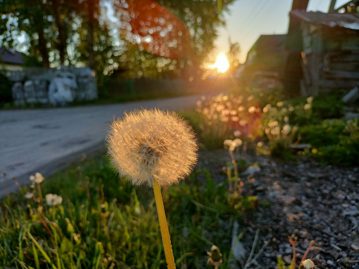 Медитирую на одуванчики